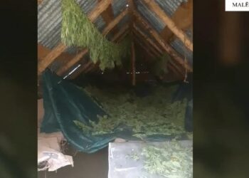 Kishin përshtatur një ambient për tharje droge, arrestohet një 26-vjeçare në Shkodër