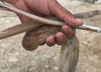 I rrezikshëm dhe me formë të çuditshme, kapet peshku i rrallë në Radhimë