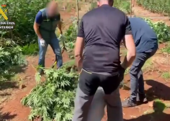 VIDEO/ Policia spanjolle zbulon plantacionin me 1 mijë rrënjë kanabis, arrestohet shqiptari. Si u zbulua kultivimi…!