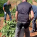 VIDEO/ Policia spanjolle zbulon plantacionin me 1 mijë rrënjë kanabis, arrestohet shqiptari. Si u zbulua kultivimi…!