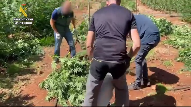 VIDEO/ Policia spanjolle zbulon plantacionin me 1 mijë rrënjë kanabis, arrestohet shqiptari. Si u zbulua kultivimi…!