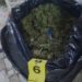 Asgjësohen mbi 50 kilogramë kanabis në Dimal, një në pranga dhe një në kërkim