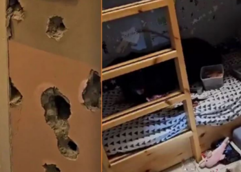 VIDEO/ Prekëse: Qeni nuk pranon të largohet nga shtrati ku flinin fëmijët e vrarë në Izrael