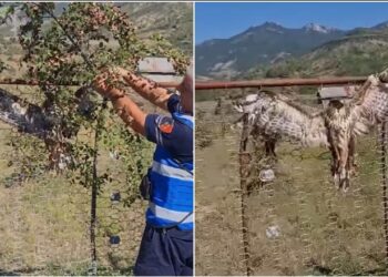 Nisin hetimet/ Ngordh shqiponja që u kryqëzua në një gardh në Përmet për t’u balsamosur