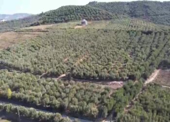 Shqipëri, bie këtë vit prodhimi i ullirit, dyfishohet çmimi i vajit