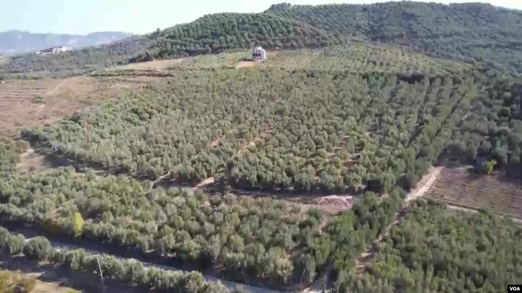 Shqipëri, bie këtë vit prodhimi i ullirit, dyfishohet çmimi i vajit