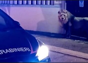 Luani del nga cirku dhe “bën xhiro” në Romë, neutralizohet me plumba anestezie