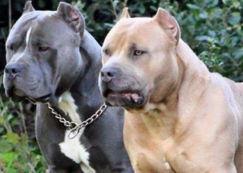Emri/ E rëndë në Durrës: I moshuari sulmohet barbarisht nga dy qen “Pitbull”! Dërgohet me urgjencë në spital