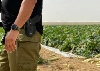 Sulmi i Hamasit shkaktoi eksod të punëtorëve në ferma, ja si po përballet Izraeli me krizën në bujqësi dhe blegtori
