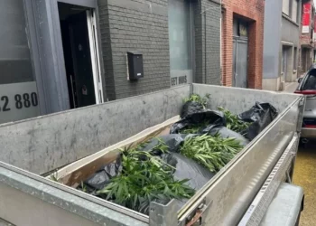 Plantacion me kanabis në Belgjikë, dënohen me burg dy shqiptarët