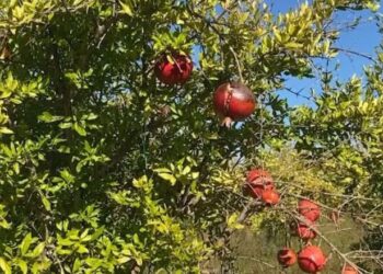 “Shegët po kalben në degë”/ Fermerët në Divjakë: Reshjet shkatërruan prodhimin, miliona lekë dëme