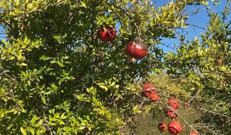 “Shegët po kalben në degë”/ Fermerët në Divjakë: Reshjet shkatërruan prodhimin, miliona lekë dëme