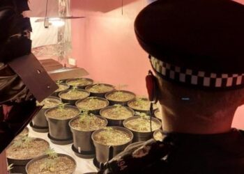 Droni zbulon parcelën me kanabis, policia gjen shqiptarin duke fjetur brenda: I kam lekë borxh babait