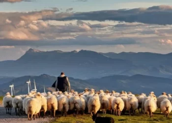 Riti shqiptar i shtegtimit të bagëtive mbrohet në UNESCO