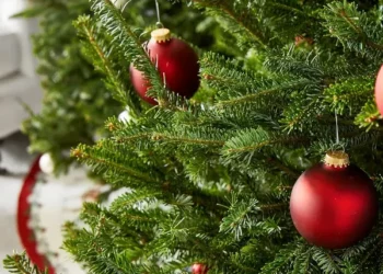 Ndryshimet klimatike në Hungari, bredhat e Krishlindjeve në rrezik