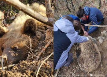 Ra në grackë në Pogradec, shpëtohet ariu i murrmë