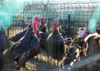 Veliaj në tregun e gjelave në Baldushk: Të blejmë produkte vendase dhe t’u bëhemi krah fermerëve tanë