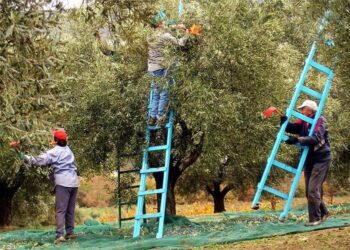 Nga ‘Beleri’ te kriza për punëtorë, Greqia në hall: S’ka kush na vjel ullinjtë! Të legalizojmë emigrantët…!