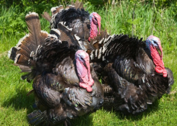 Fermerët e Peqinit shpjegojnë rritjen e çmimit për gjelat e detit