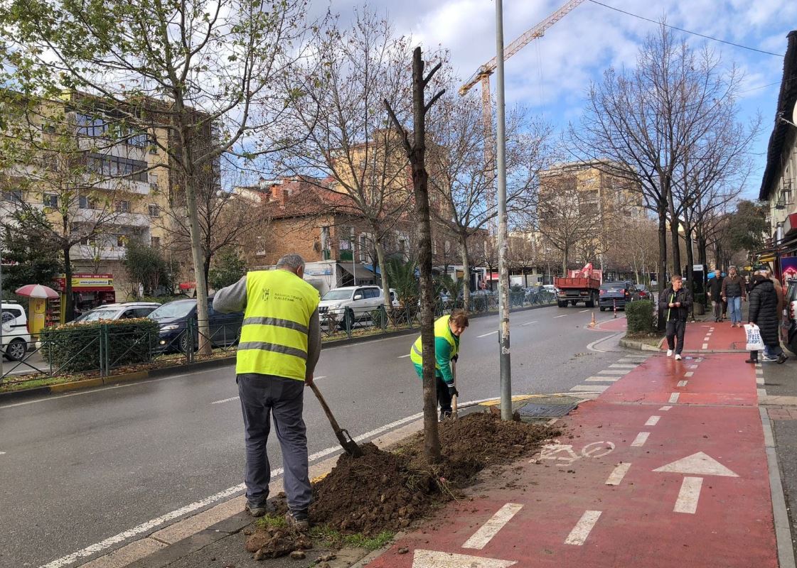 FOTO / Bashkia e Tiranës nis fushatën e re të mbjelljeve në lagjet e kryeqytetit