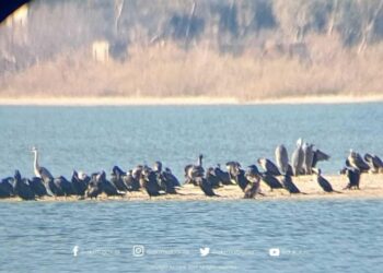 Rama: Censusi ndërkombëtar i shpendëve ujorë dimërues me rëndësi për dokumentimin e ligatinave