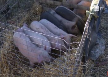 Ndalimi i importit të derrave – Në Shkodër, “Agjencia e Shërbimit Veterinar”, kontrolle në subjekte