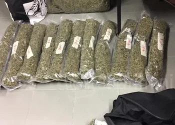 Arrestohen dy shqiptarë në Itali, u kapën me mbi 17 kg marijuanë
