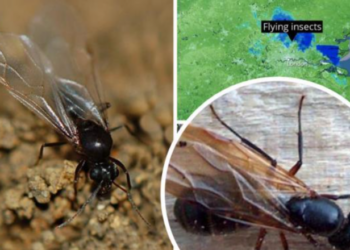 A do të bjerë shi? Mos shihni motin, por mësojeni nga kjo mizë