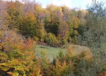 VIDEO / Rama: Peizazhet plot oksigjen nga Gashi dhe Rrajca, frymëzim për më shumë pasuri pyjore