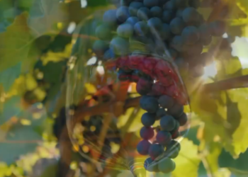 “Wines of Albania”, Rama: Nisma që promovon ndërkombëtarisht Shqipërinë si destinacion eno-turistik