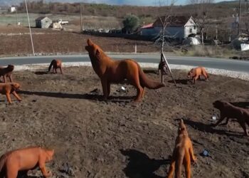 Rama prezanton “Wolves Coming”, veprën e artistit kinez Ruowang në hyrje të Koplikut