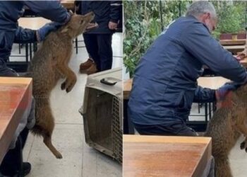 VIDEO/ Çakalli zbret në qendër të Tiranës, ende mister prania e tij