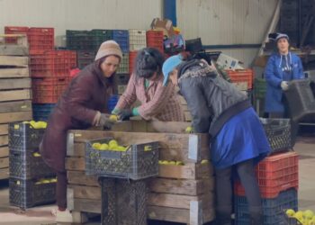 Importi ‘pa doganë’ nga Serbia, lë mollët e Korçës stok në frigorifer