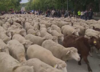 Shkak sëmundjet, Shqipëria ndalon importin e bagëtive dhe shpendëve nga këto vende