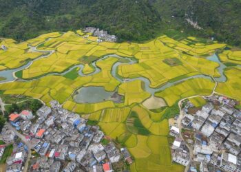 Dokumenti kinez: Sigurimi kombëtar i ushqimit dhe përmisimi i industrive rurale, prioritet thelbësor