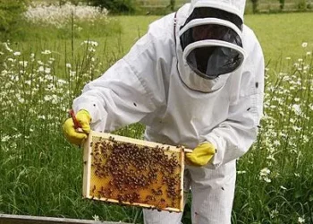 Bletërritësit përballen me probleme, mungon laborator për certifikimin e mjaltit