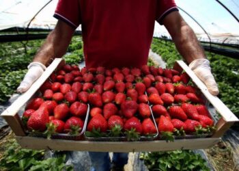Kultivuesit e luleshtrydheve ankohen: Nuk kemi mbështetje, nuk ka prodhim