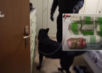 VIDEO/ Kontrolle me qen nëpër banesa, dalin pamjet e operacionit ‘Muratori’, droga e sekuestruar me vlerë 2.7 milionë euro
