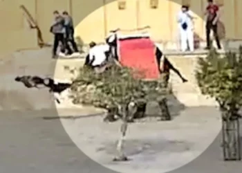 VIDEO/ Ngjarja e rëndë: Elefanti plagos turisten ruse në park, e përplasi me forcë në tokë! Kamerat e sigurisë filmuan gjithçka