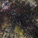 VIDEO/ Pamjet me dron të protestës së mbështetësve të Berishës të mbledhur para Parlamentit
