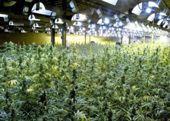 “Kopshti’ me kanabis në Belgjikë, dënohen me burg tre shqiptarët