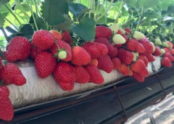 Fermerët e luleshtrydhes në qarkun e Fierit kërkojnë subvencione: Të certifikohet marka