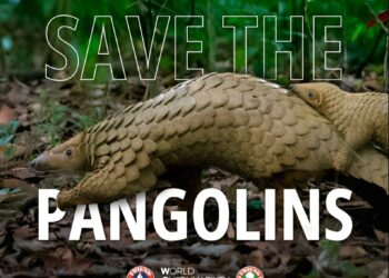 Pangolin: 5 gjëra që nuk i dini për speciet më të kontrabanduara në botë