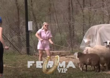 VIDEO/ Nga vatha, tek lopa dhe “aksioni” për të mbyllur brenda delet, çfarë po ndodh tek “Ferma VIP”