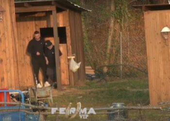 “Gomari është shumë i zgjuar”/ Nga koteci i pulave, te delet e derrkucat, Dijonisi e Xhesika “takojnë” kafshët: Po bëjnë twerk..!