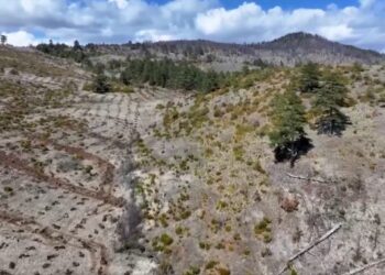 VIDEO/ Dita Ndërkombëtare e Pyjeve, Rama: Mbillen mbi 40 mijë fidanë në Voskopojë