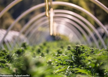 U kap në ‘shtëpi bari’ me vlerë 600 mijë paund, 25-vjeçari shqiptar pret dëbimin nga Britania