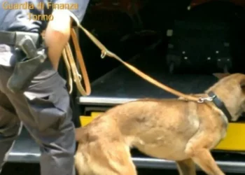 Transportonte me makinë 31 kg kokainë me vlerë 3 milionë euro, arrestohet bojaxhiu shqiptar në Itali