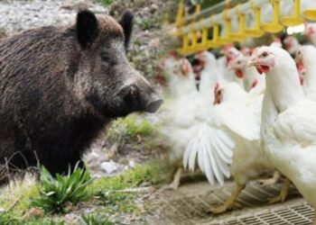 Murtaja dhe gripi – Shqipëria ndalon importin e mishit të derrit dhe shpendëve nga 6 vende