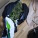 Sekuestrohen 10 kg kanabis në Tiranë, arrestohen tre persona